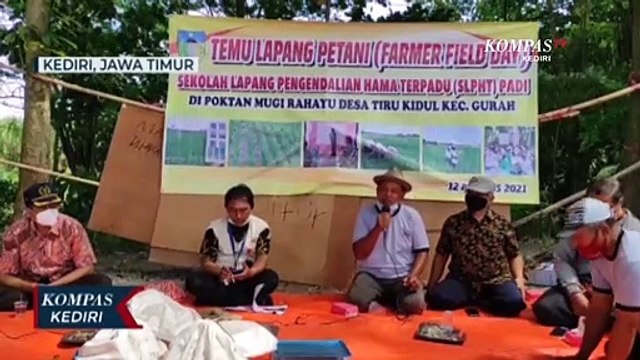 Hemat Biaya, Para Petani Di Kediri Beralih Ke Pertanian Organik
