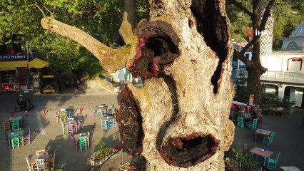 Marmaris’teki 2 bin yıllık ağacın yaraları sarıldı