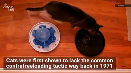 Cats Lack This Behavior That Is Extremely Common in Other Animals