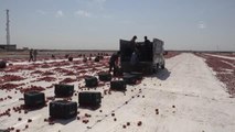 DİYARBAKIR - Vali Karaloğlu, Karacadağ'da domates kurutan işçilerle buluştu