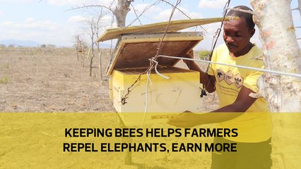 Keeping bees helps farmers repel elephants, earn more