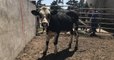 Loire : un taureau, refusant d'être conduit à l'abattoir, commence une nouvelle vie dans une ferme normande