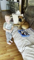Boy Plays Dog Groomer with Patient Boxer
