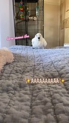 Cockatoo Screams at Owner's Singing