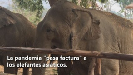 La pandemia "pasa factura" a los elefantes asiáticos