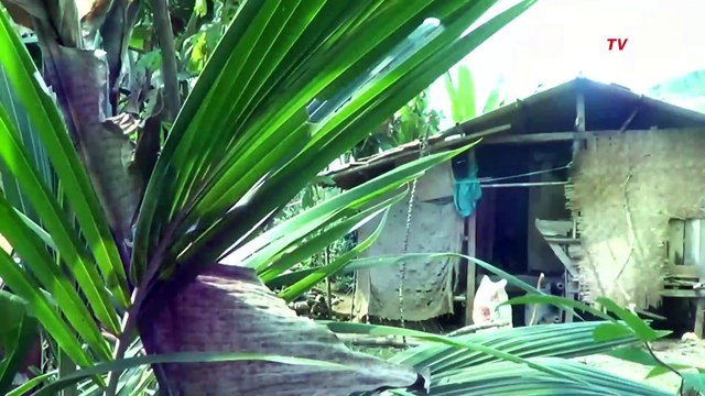 Miris!! Wanita 70 Tahun Tinggal di Kandang Kambing