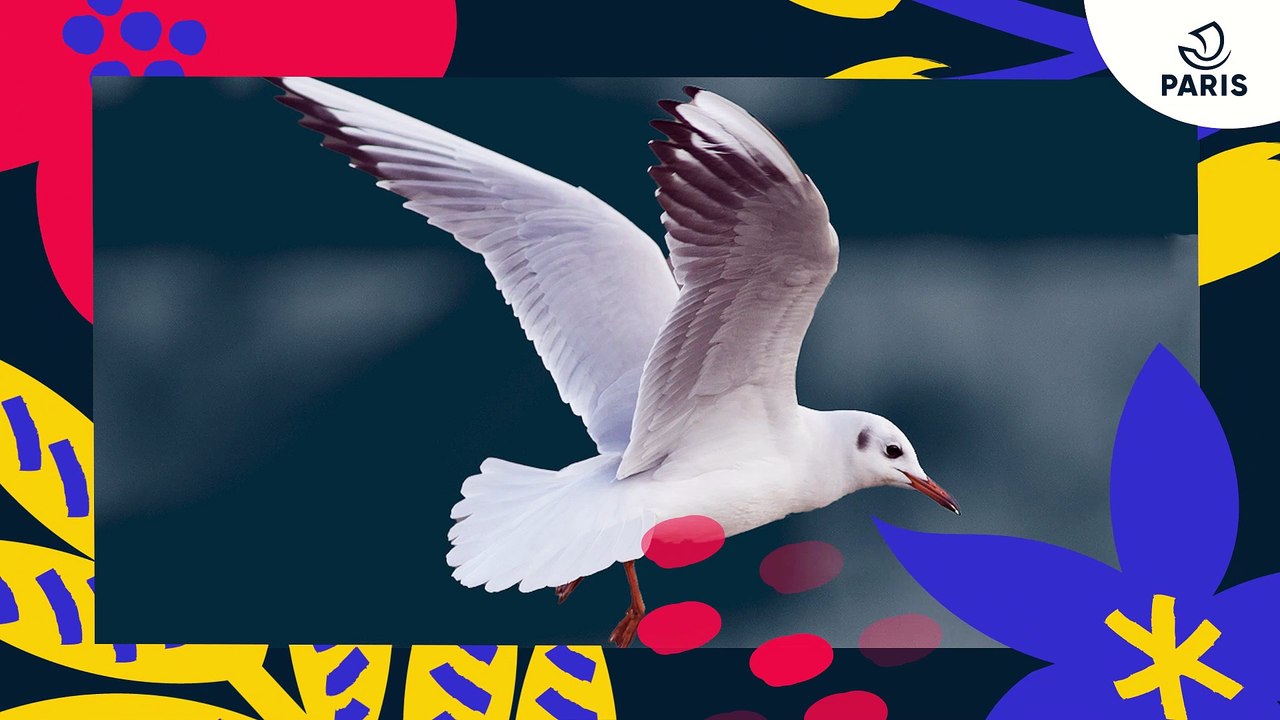 Brèves de nature sauvage à Paris : les oiseaux marins