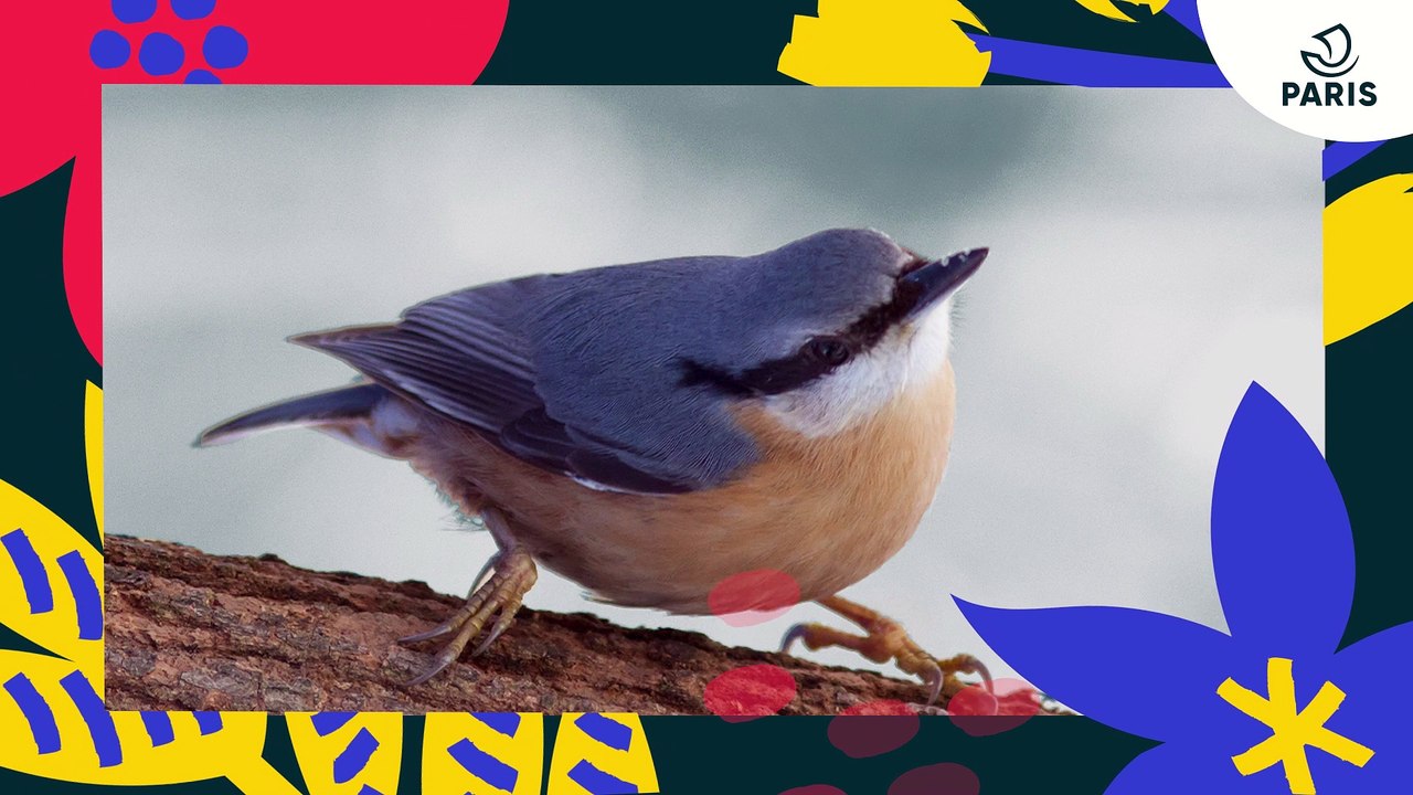 Brèves de nature sauvage à Paris : la sittelle torchepot