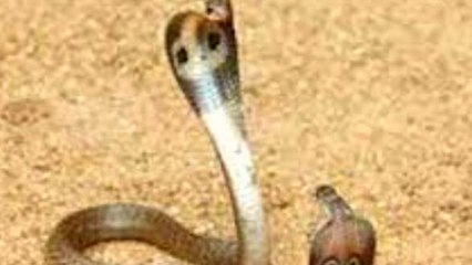 Nag Panchami 2021: सपने में  नाग - नागिन देखने से क्या होता है ? | Boldsky