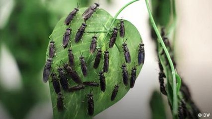 How to produce sustainable animal feed