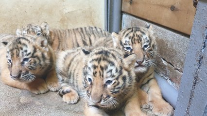 '멸종 위기' 한국호랑이 5남매 자연번식 성공..."세계적 희귀 사례" / YTN