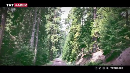 "Yaylanın Sultanları" 2 bin 229 metrede voleybol maçı yapıyor