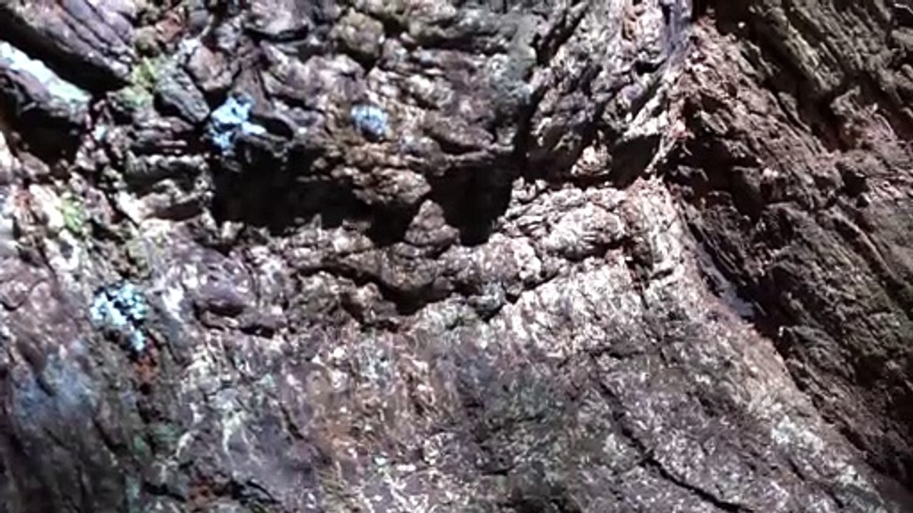 Minibienen in Costa Rica