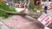 Başkentte şiddetli rüzgar nedeniyle ağaç otomobiln üstüne devrildi