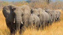 5 Incredible Facts About Elephants