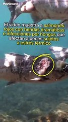 Salmones condenados a morir por las temperaturas