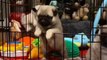 Funniest and Cutest Pug Dog Videos Compilation  - Try Not To Laugh Watching Funny Pug Videos