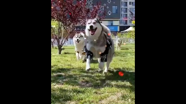 Funny And Cute Husky Puppies Compilation #9 Adorable Husky Puppy