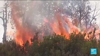 Incendies en Algérie : le pays en deuil, la lutte contre les flammes s'organise