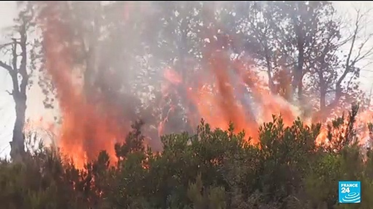 Incendies en Algérie : le pays en deuil, la lutte contre les flammes s'organise