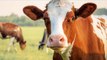 Is Grass-Fed Beef Better for the Environment?