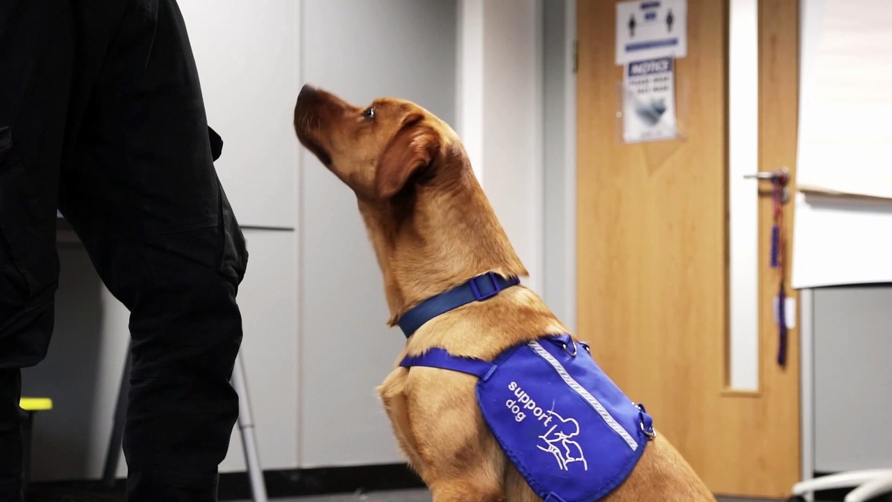 Support Dog - Jai Jayy