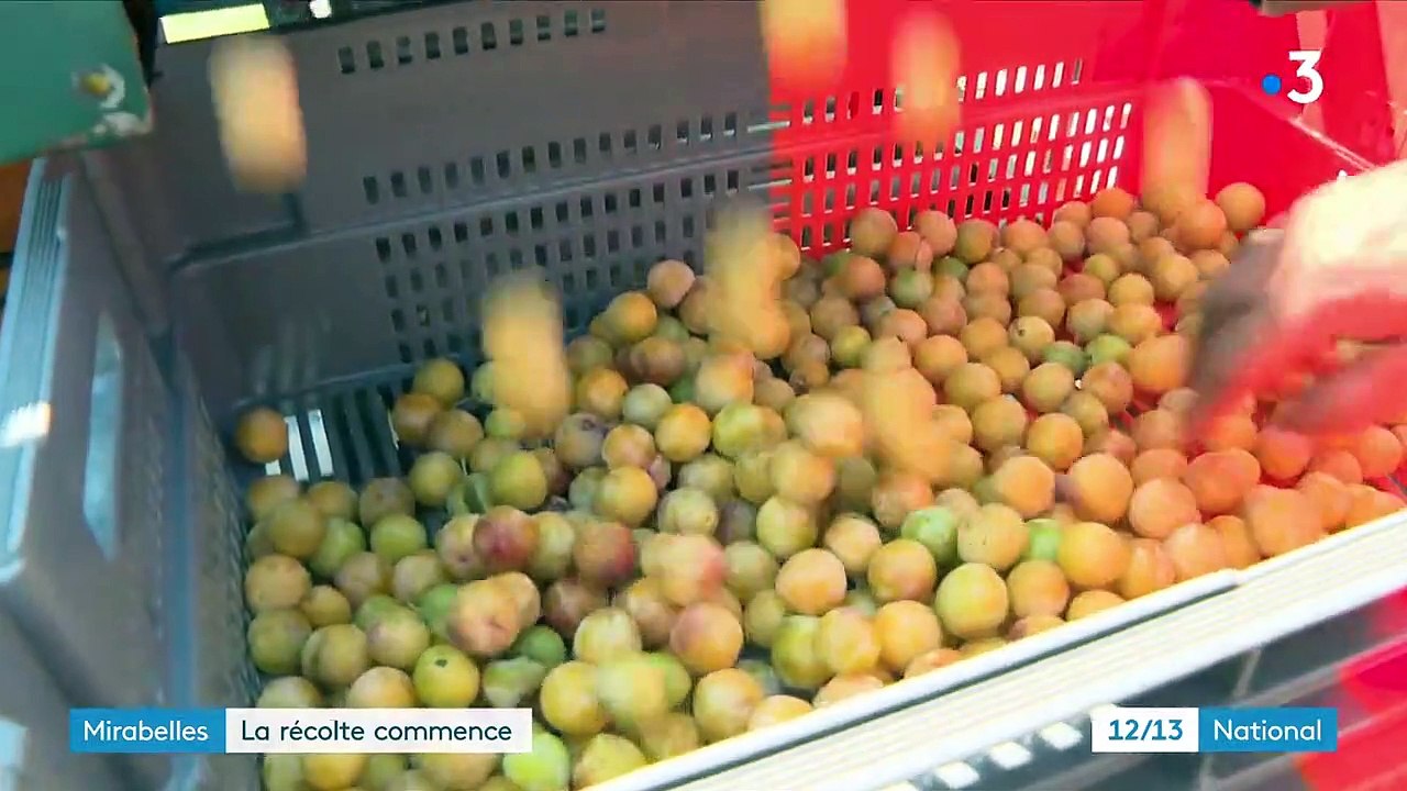 Haut-Rhin : les mirabelles récoltées avec un mois de retard
