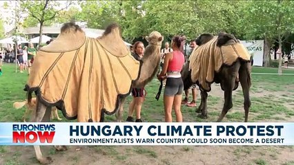 'Hungary could become a desert', climate activists warn as they bring camels to Budapest