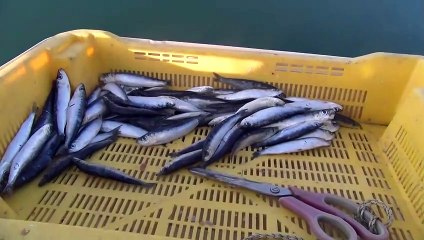 Championnat national de pêche : immersion à bord d'un bateau participant