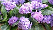 This $4 Pantry Item Can Help Keep Your Cut Hydrangeas Fresh For Weeks