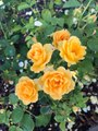 Honey Perfume Roses Have Wonderfully Fragrant, Long-Lasting Blooms
