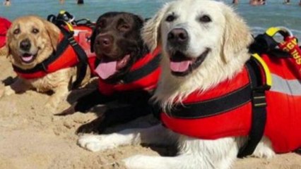 구조견 3마리, 익사 위기 피서객 14명 구조에 큰 공 / YTN