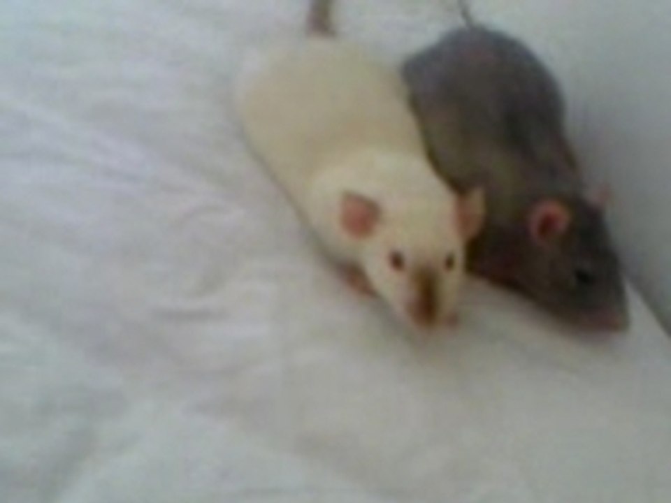 mes ratous