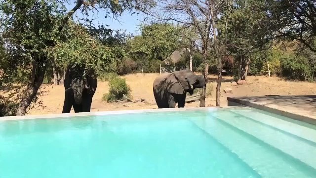 Des éléphants viennent boire dans la piscine... impressionnant