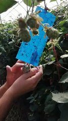 Man Rescues Bird Stuck On Insect Tape
