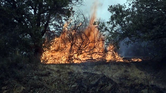 Fortes chaleurs et incendies font des ravages en Algérie, en Italie, en Grèce et en Russie