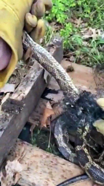 Rescuing a Snake from Bird Netting