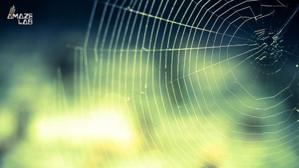 Spiders in Space! Tiny Critters Learn How to Build Webs Without Gravity