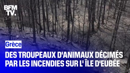 Grèce: des troupeaux d'animaux décimés par les incendies sur l'Île d'Eubée