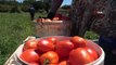Çanakkale'de domates hasadı sancılı başladı: Tarlada ucuz, zincir marketlerde 10 katına satılıyor