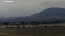 ناميبيا تبيع 57 فيلا من مجموع 170 فيلا مطروحا في مزاد