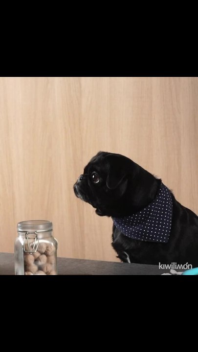 Dog Awards