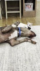 Rescue Kitten Plays with Great Dane
