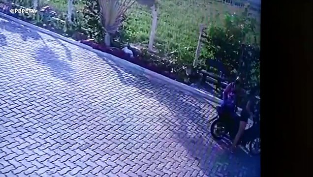 MULHERES FURTANDO PLANTAS EM PEDRAS DE FOGO