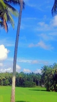 cute talaga ng kanta-TÜTÜ_dc