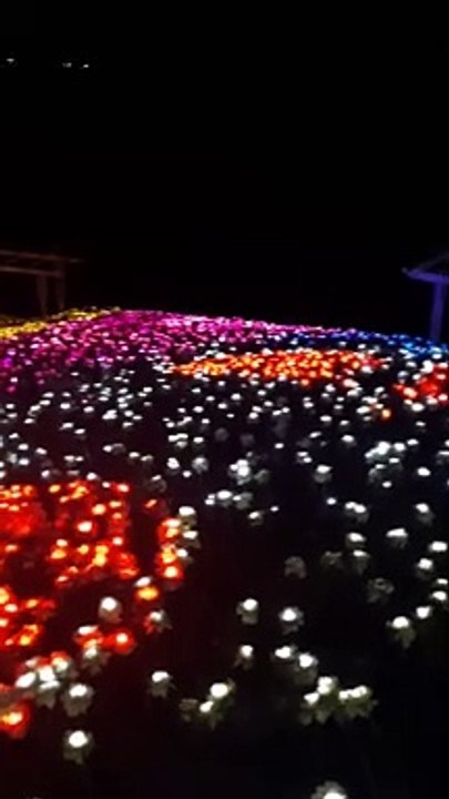 LED roses