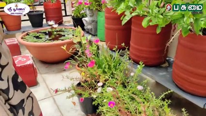 மாடியில் கொடுக்காப்புளி, வாழை, சப்போட்டா.. அசத்தும் ஆசிரியை! #TerraceForest