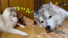 깨발랄 고양이에 지쳐버린 허스키 '깊은 한숨'