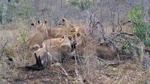 Lion Vs Buffalo - Pride Attacks and Brings Down Cape Buffalo