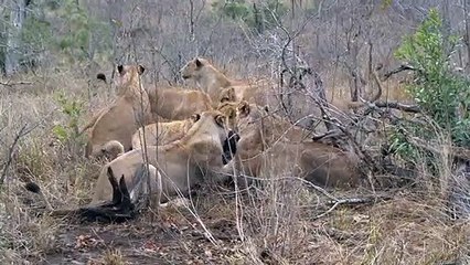 Lion Vs Buffalo - Pride Attacks and Brings Down Cape Buffalo